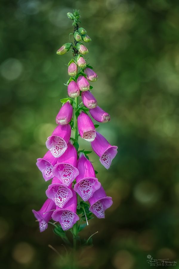 Roter Fingerhut by Birgit Franik _ 500px