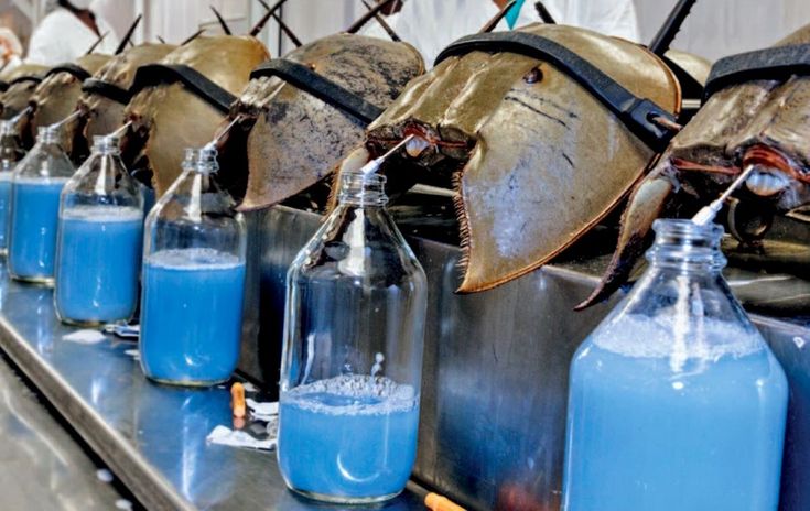 SCATTER188 - Benarkah Darah Kepiting Tapal Kuda Dihargai Miliaran_ _ Okezone techno