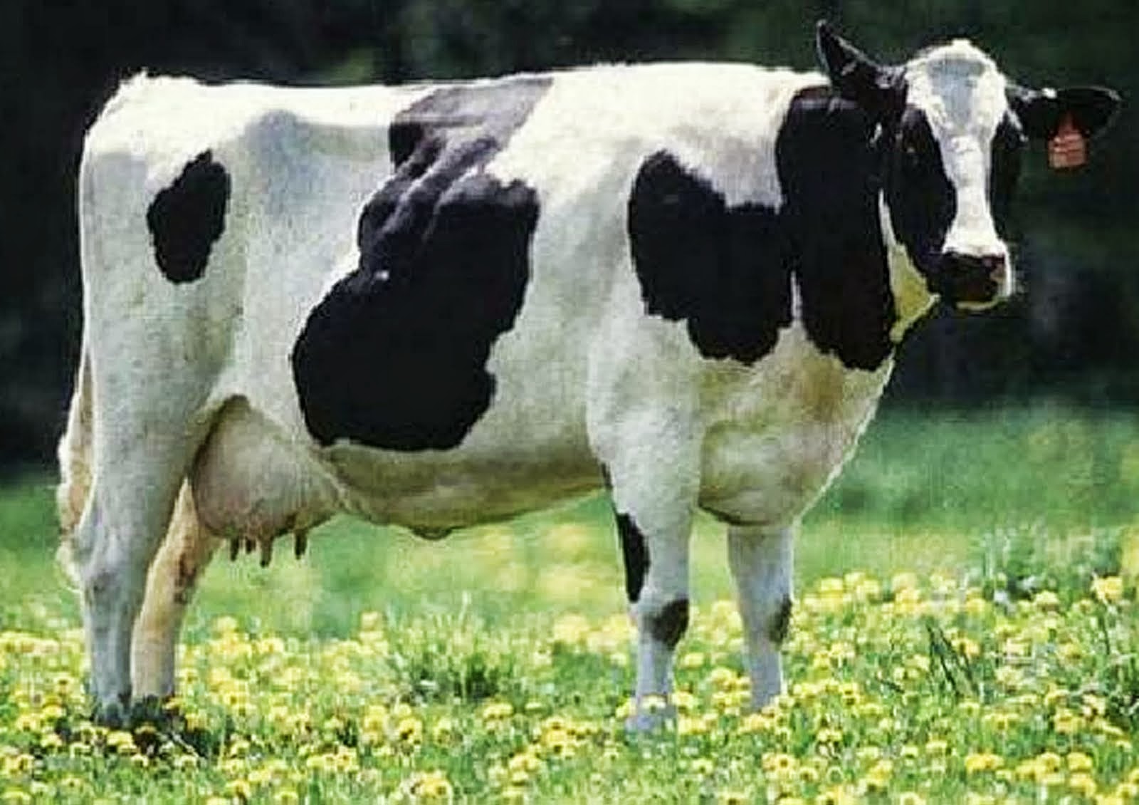 sapi