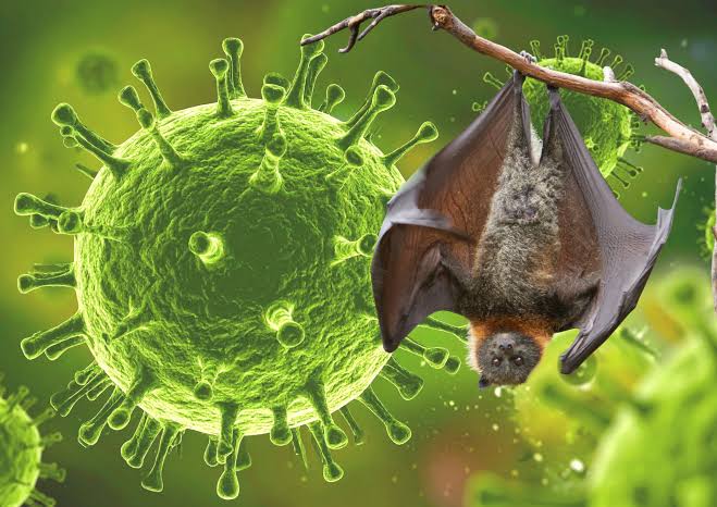 nipah virus